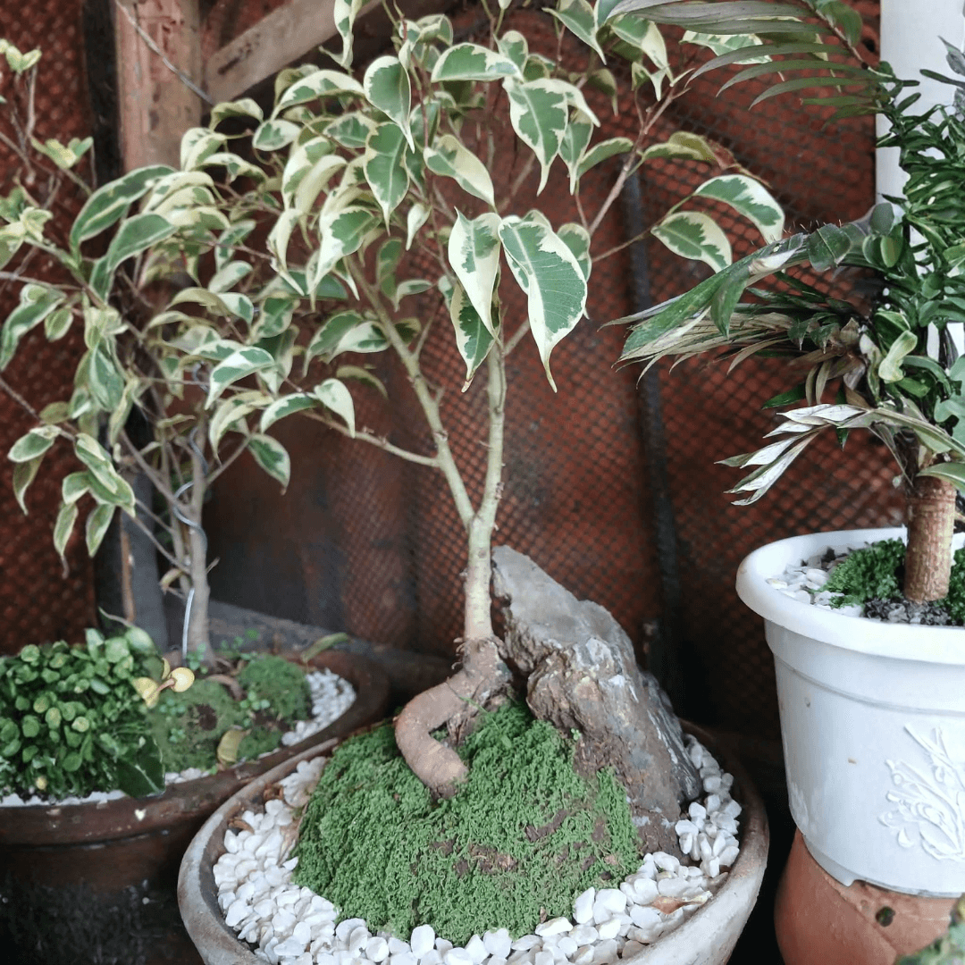 Ficus Plant (FOR PICK UP ONLY)