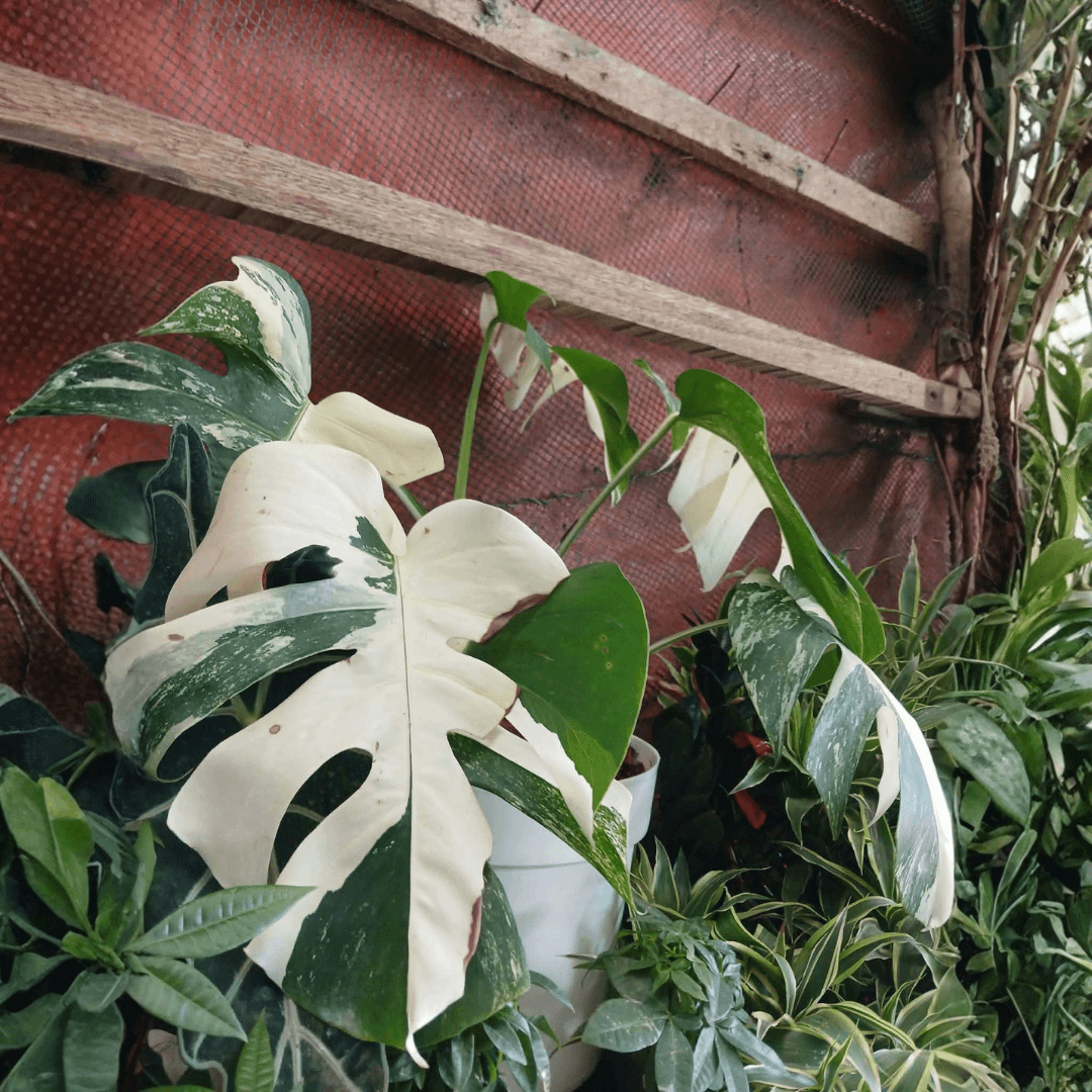 Monstera Deliciosa Albo Variegata (FOR PICK UP ONLY)