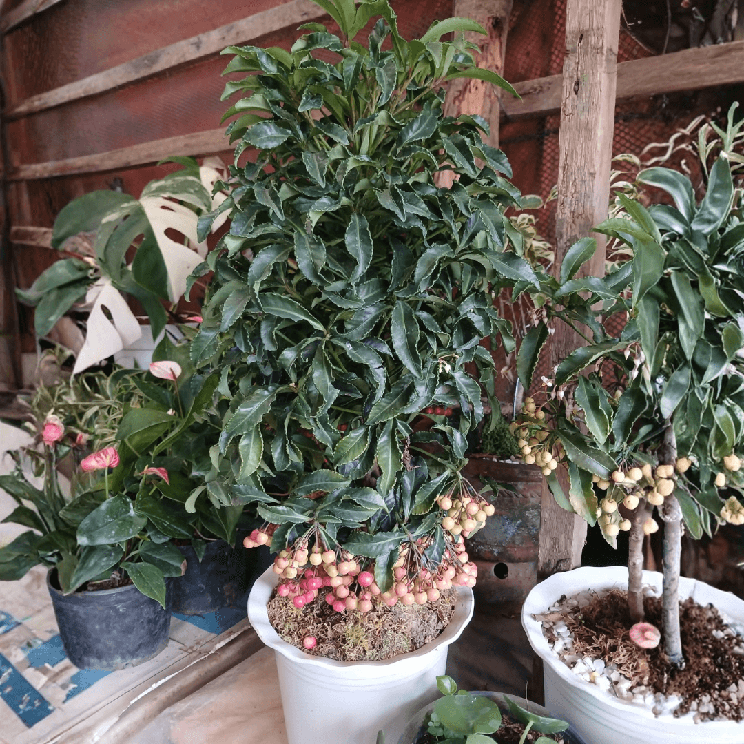 Ardisia Crenata or Money Tree (FOR PICK UP ONLY)