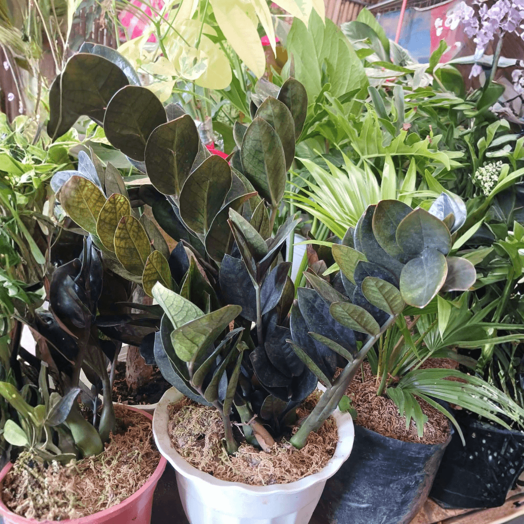 Black ZZ Plant or Zamioculcas Zamiifolia ‘Raven’ (FOR PICK UP ONLY)
